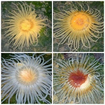 CERIANTHARIA